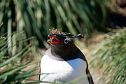 Picture 'Ant1_1_01182 Gentoo Penguin, Pygoscelis Papua, Antarctica and sub-Antarctic islands, South Georgia, Godthul'